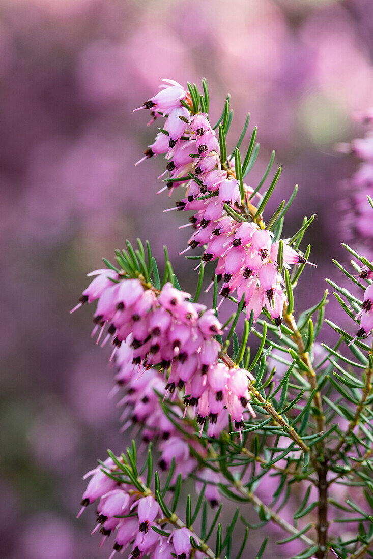 Erica darleyensis 'Darley Dale'