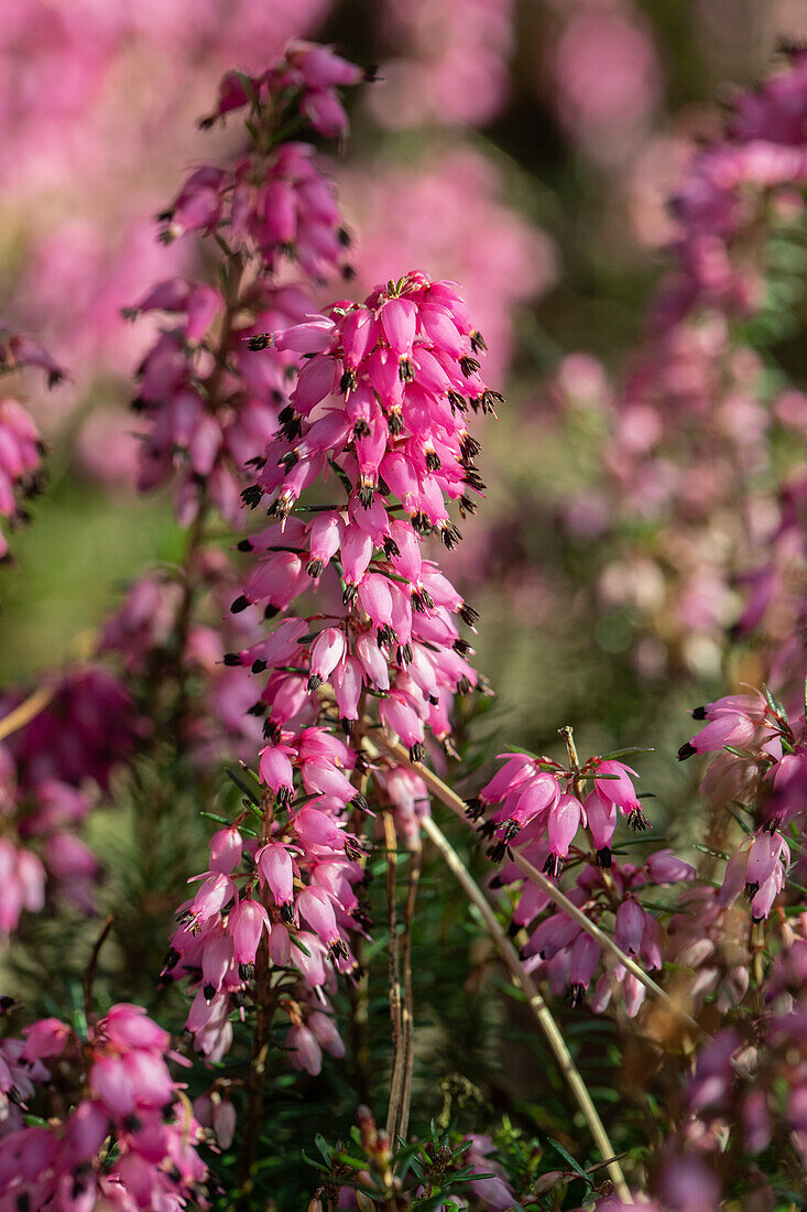 Erica carnea 'Rubinette'