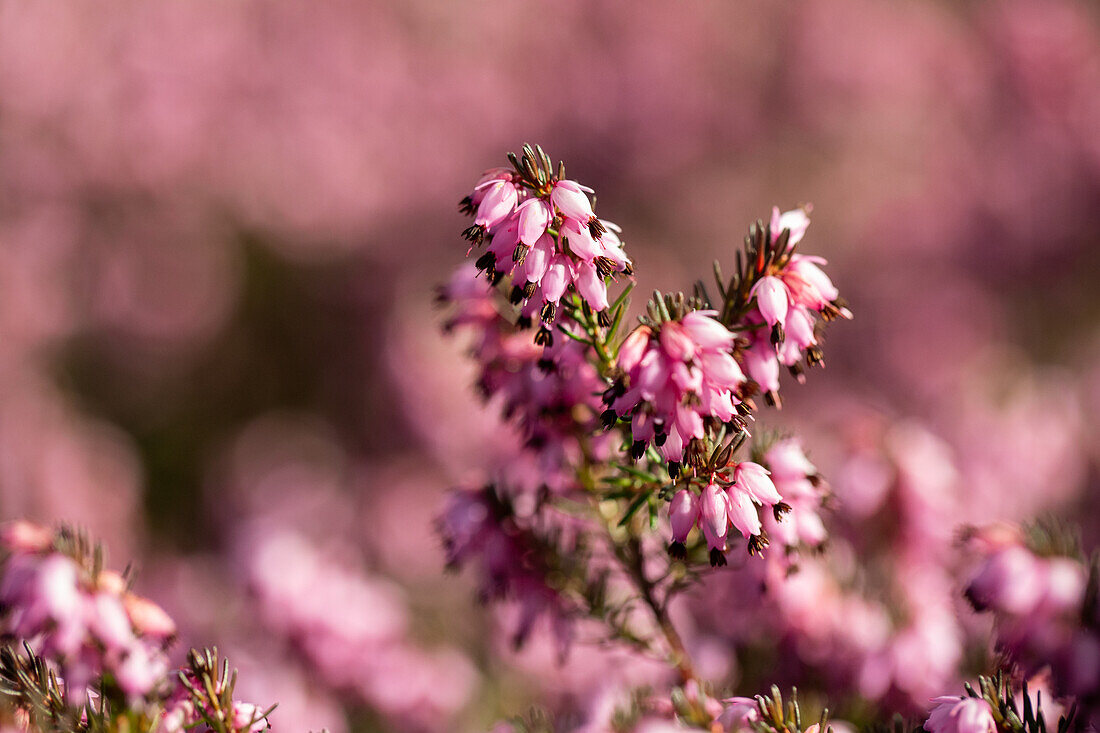 Erica carnea, rosa