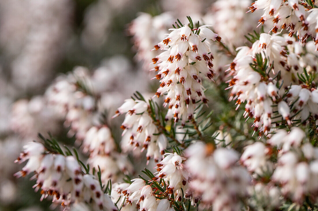 Erica darleyensis 'Silberschmelze'