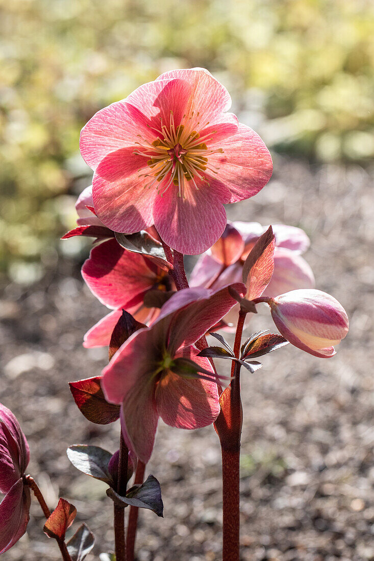 Helleborus Hybride 'HGC® Pink Frost'