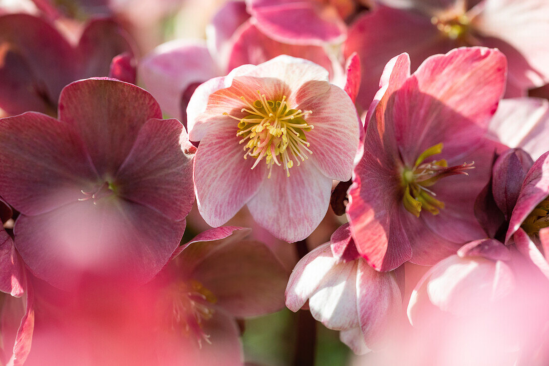 Helleborus Hybride 'HGC® Pink Frost'