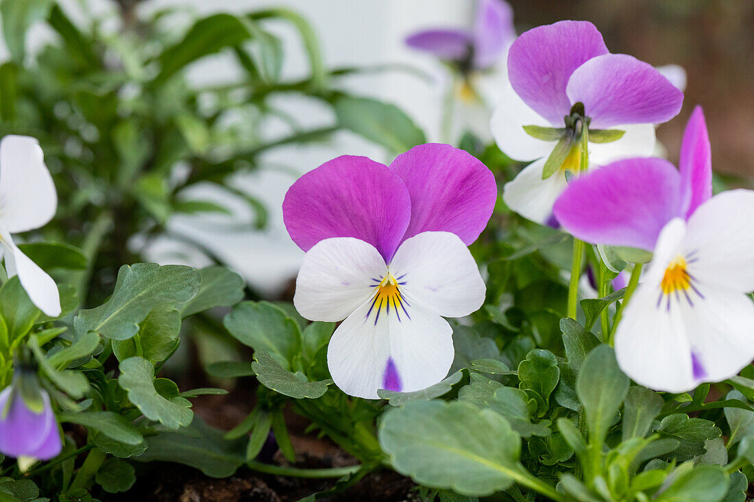 Viola cornuta, white-purple