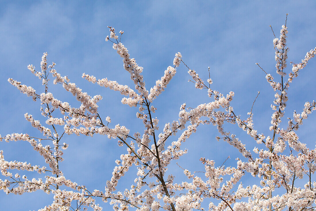 Prunus incisa