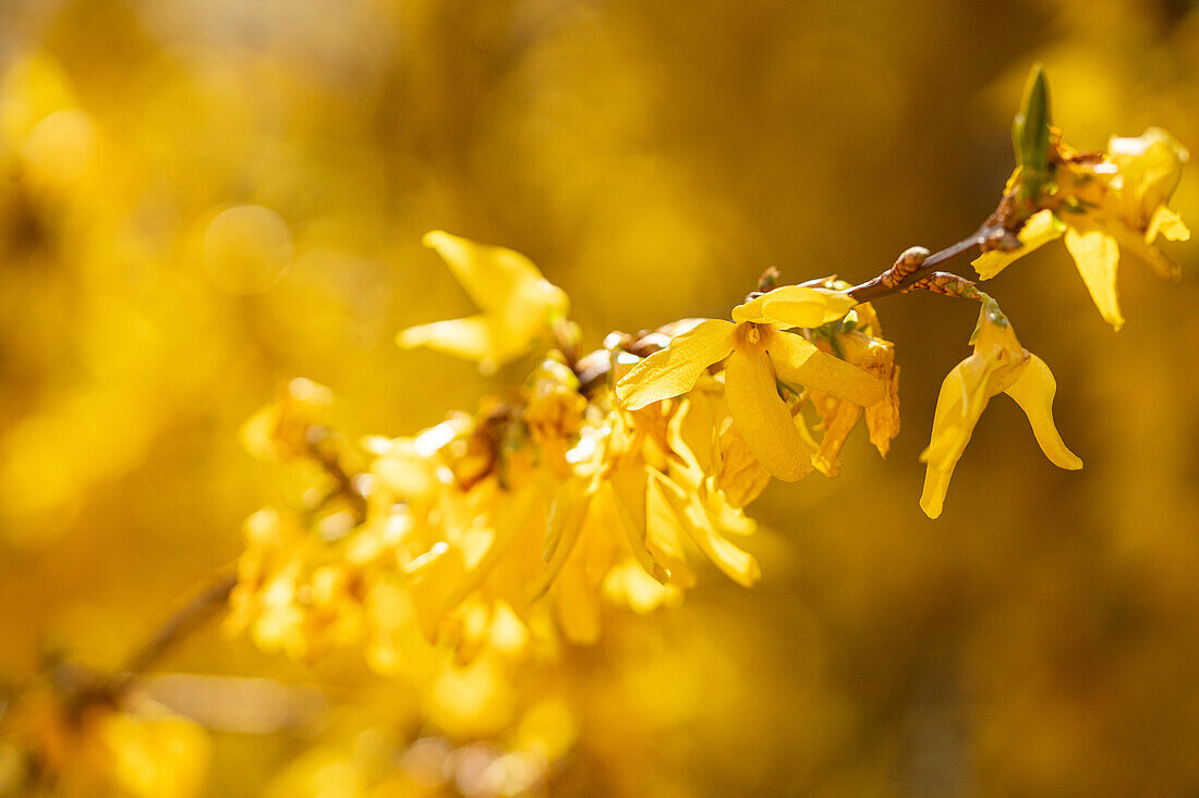 Forsythia