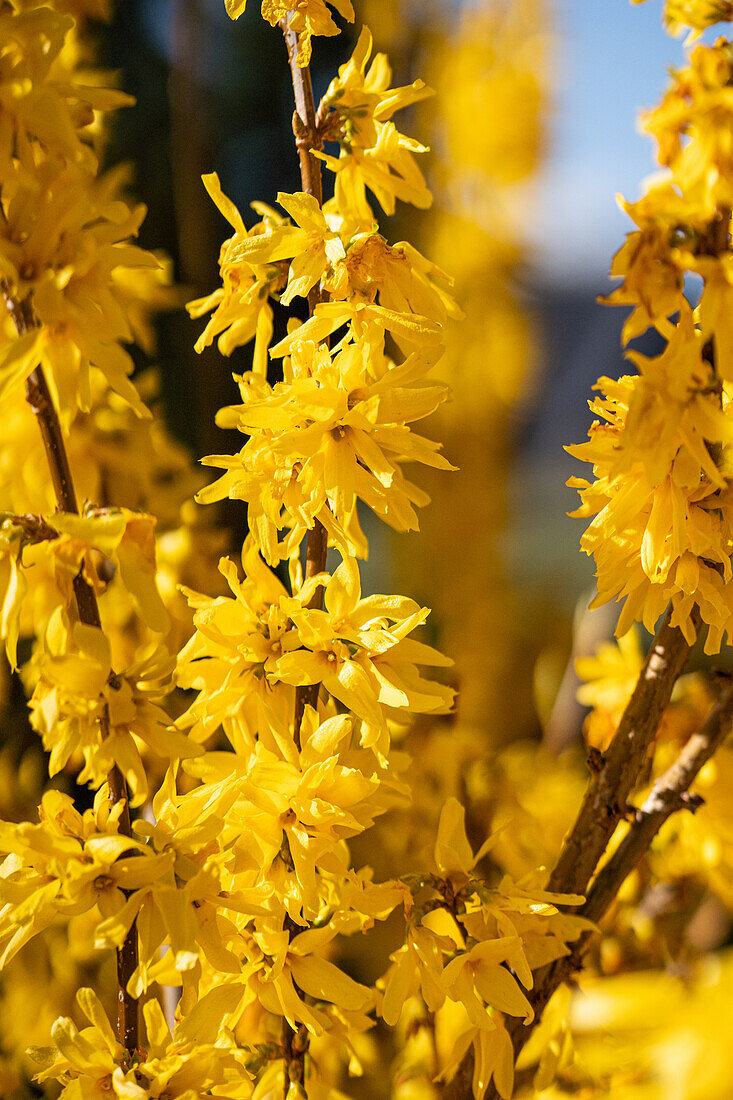 Forsythia x intermedia