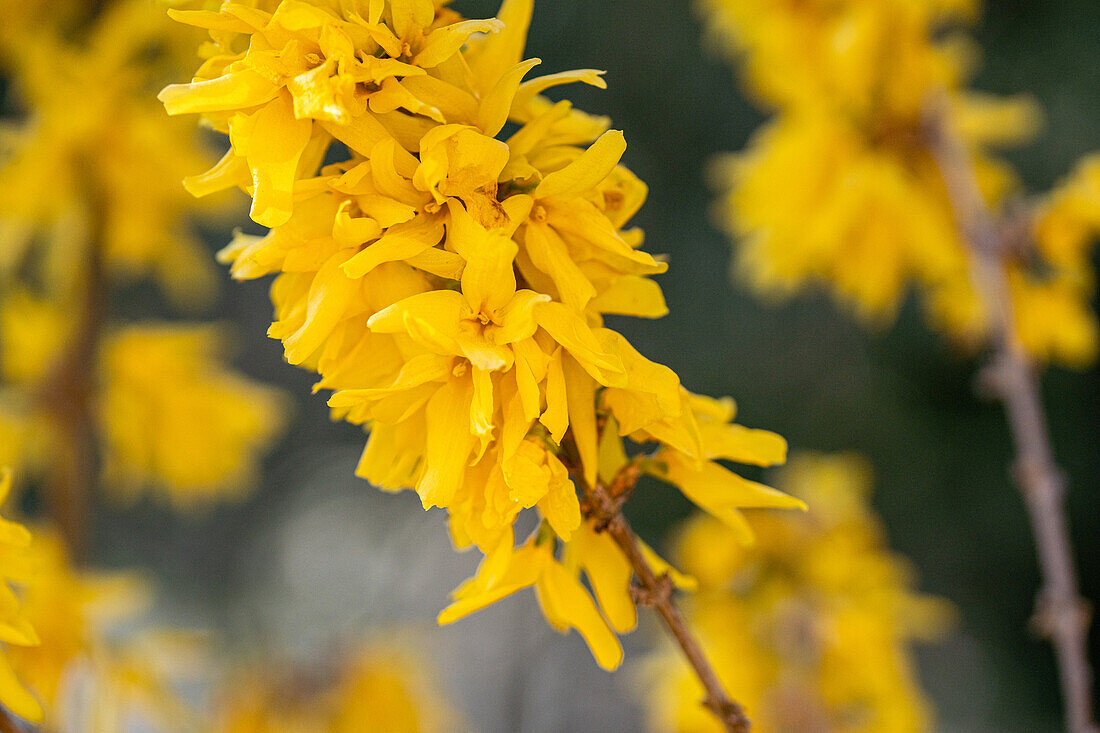 Forsythia x intermedia