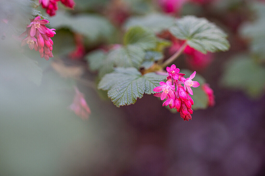 Ribes sanguineum