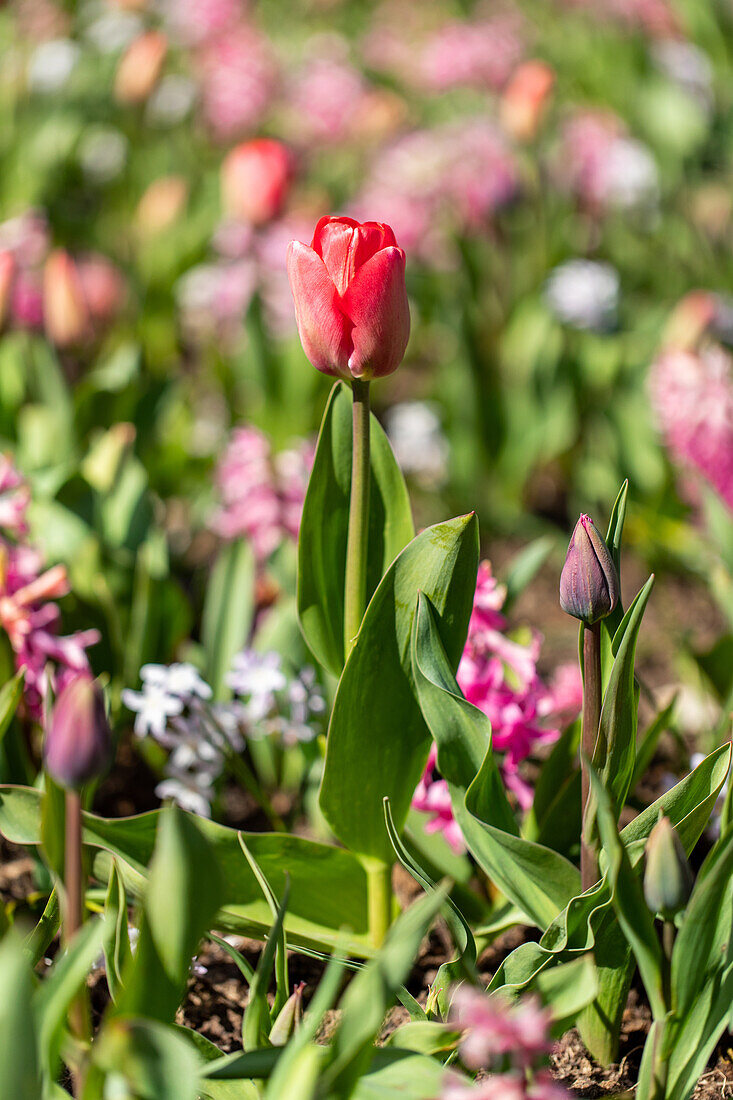 Tulipa, red