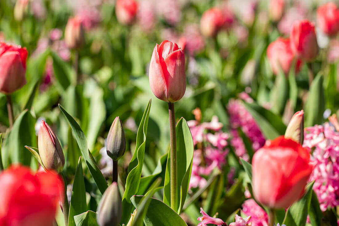 Tulipa, red