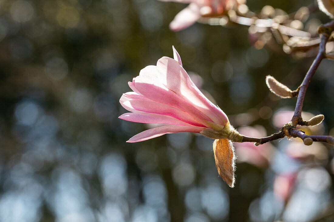 Magnolia x loebneri 'Leonard Messel'