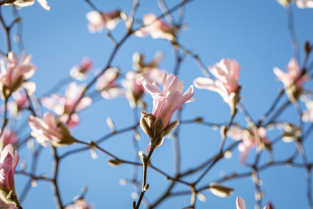 Magnolia x loebneri 'Leonard Messel'