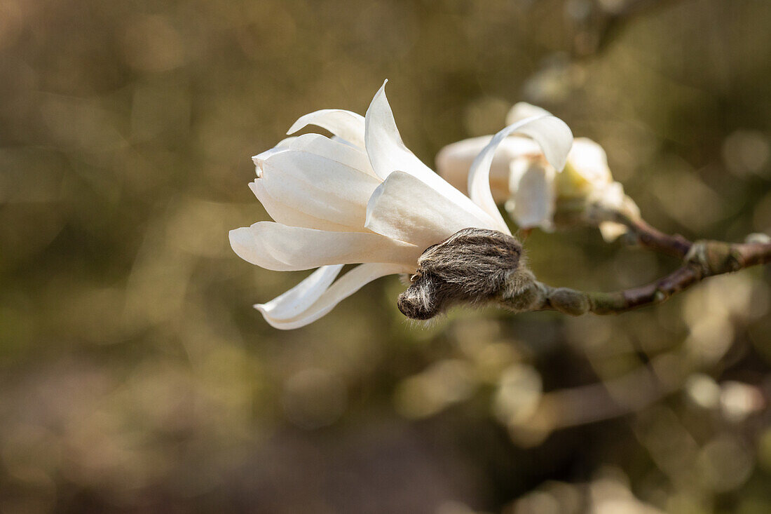 Magnolia stellata