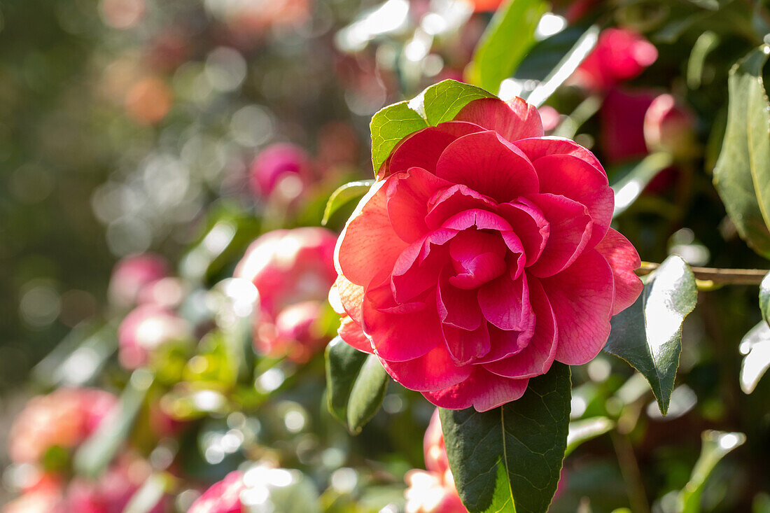 Camellia, rot