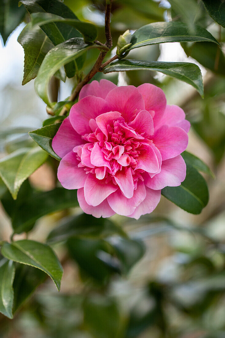 Camellia x williamsii 'Debbie'