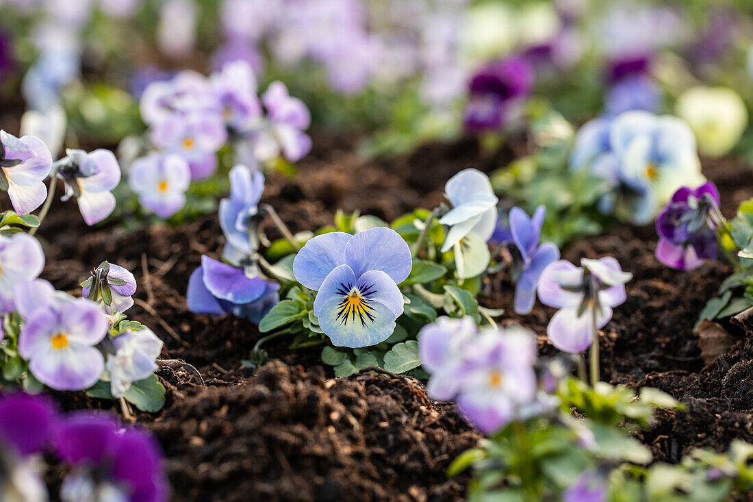 Viola cornuta, light blue
