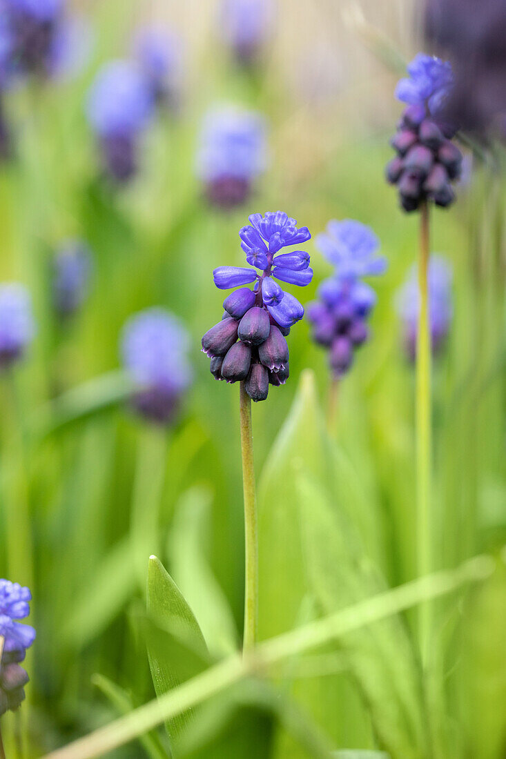 Muscari latifolium