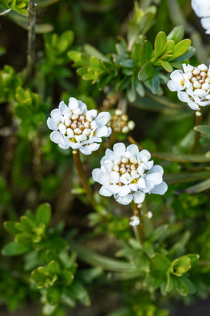 Iberis sempervirens 'Dwarf Snowflake'