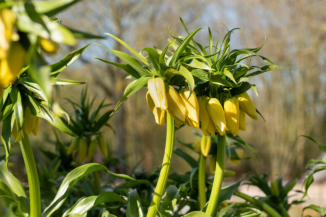 Fritillaria imperialis, yellow