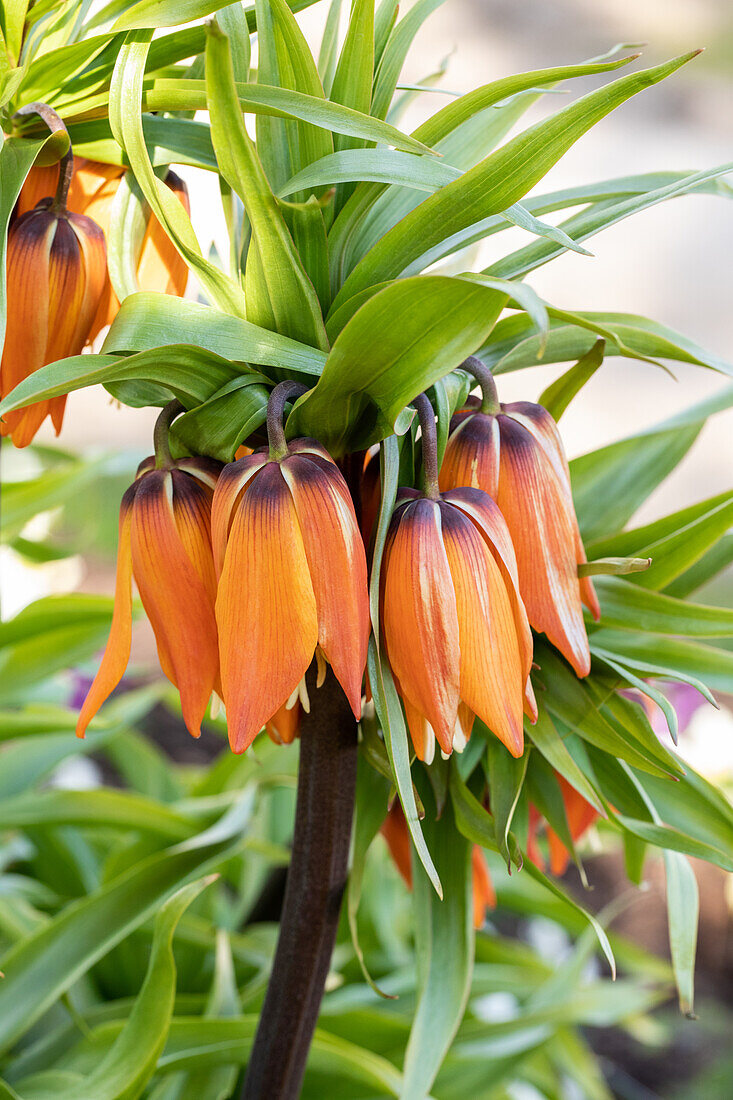 Fritillaria imperialis