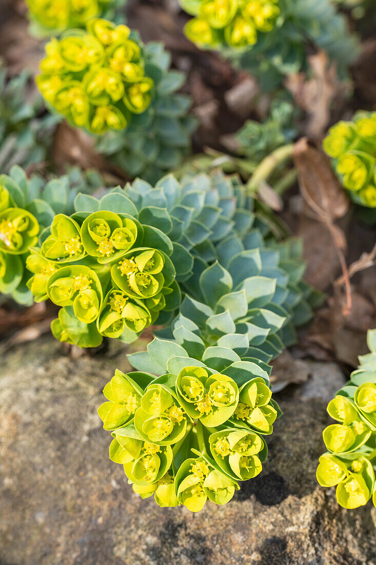 Euphorbia myrsinites