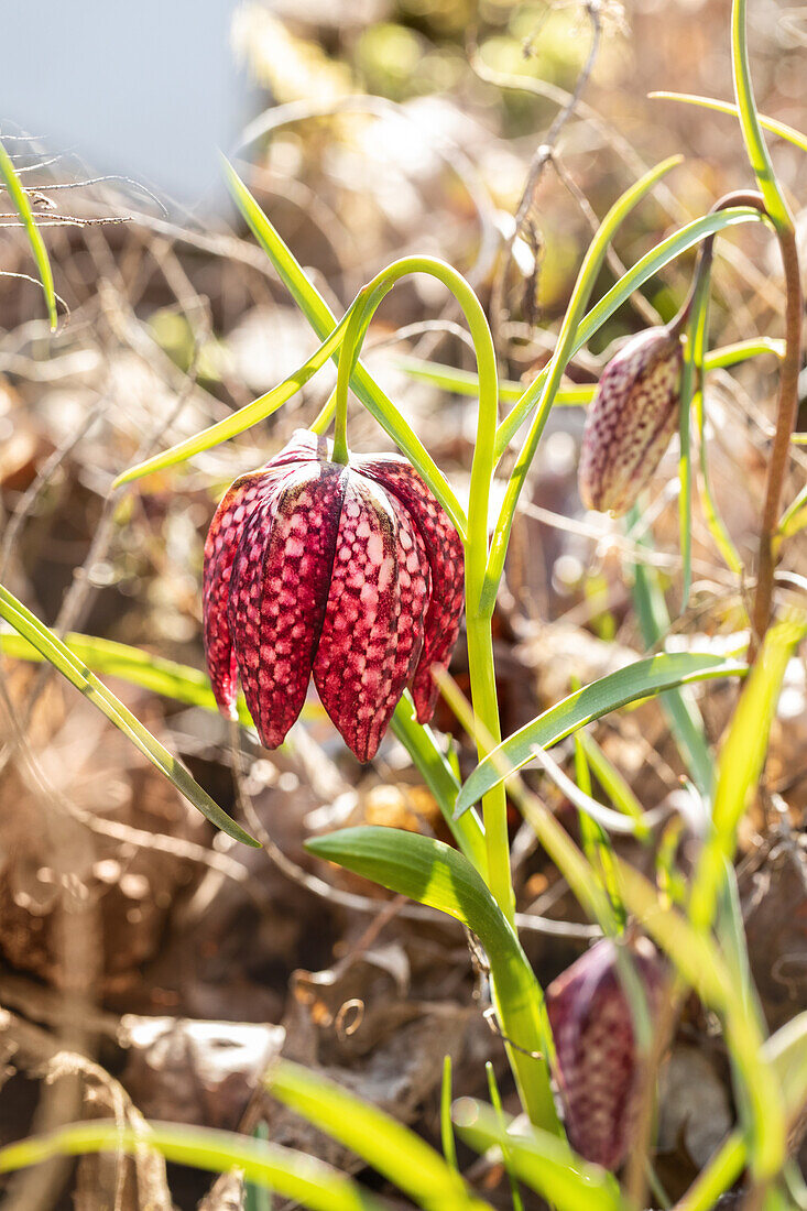 Fritillaria meleagris