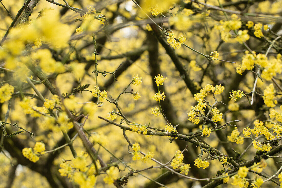 Cornus mas