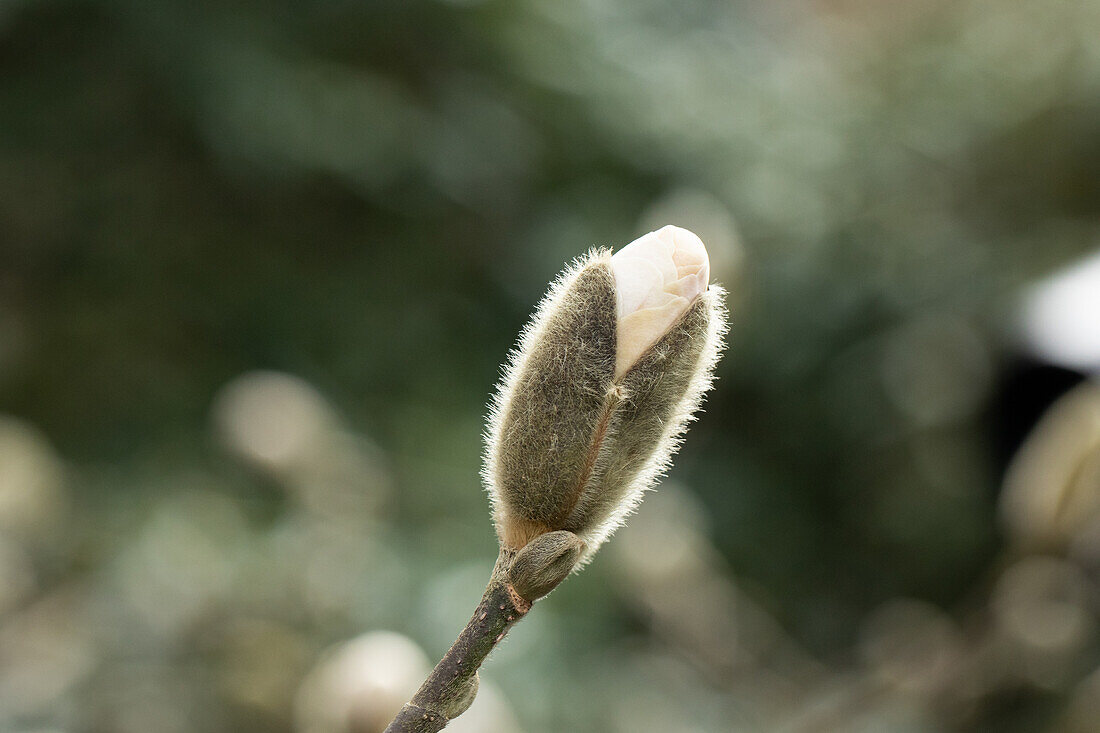 Magnolia Knospe