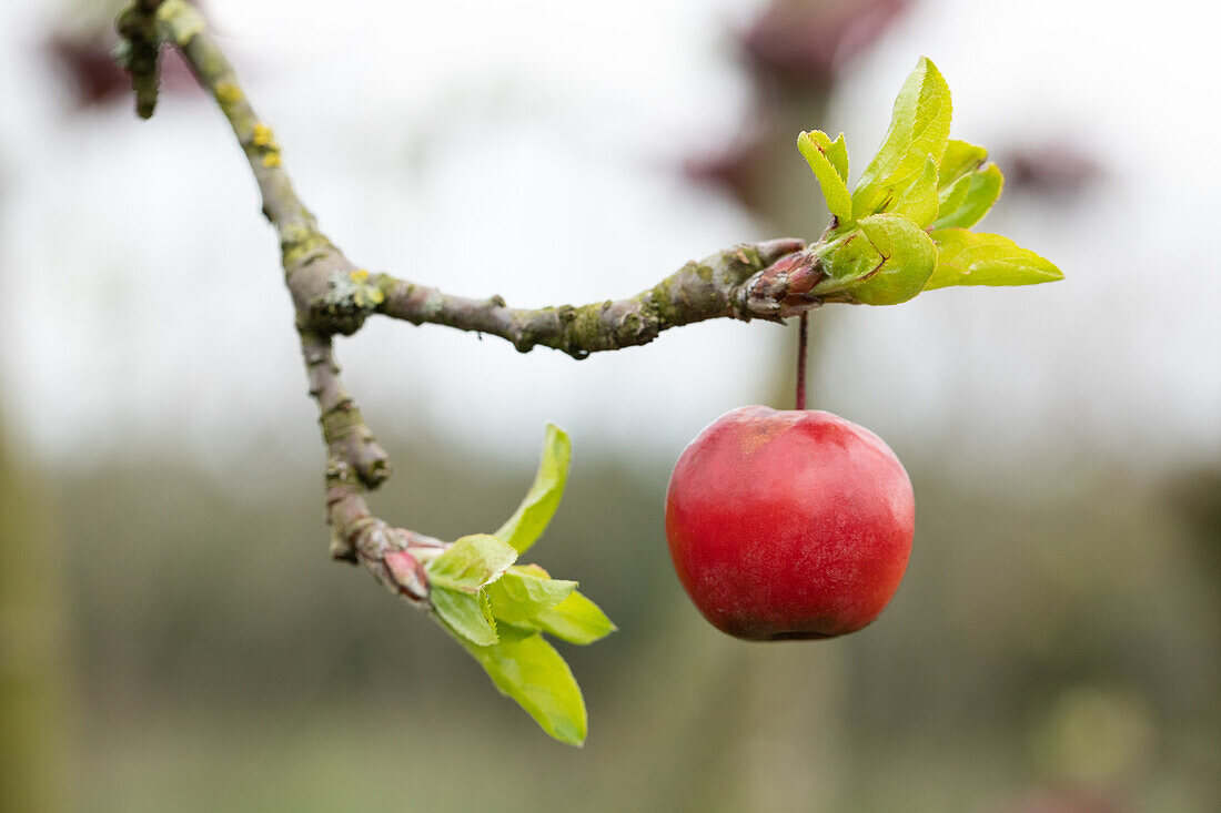 Malus Red Sentinel 