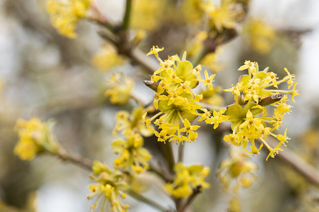 Cornus mas