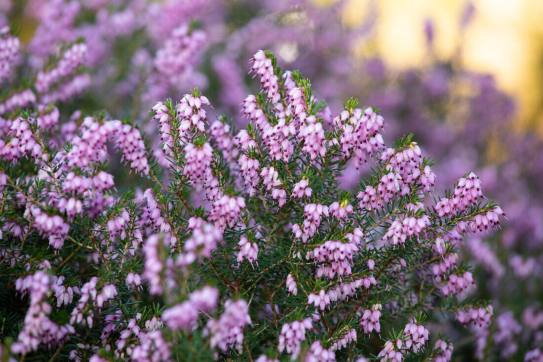 Erica darleyensis 'Arthur Johnson'