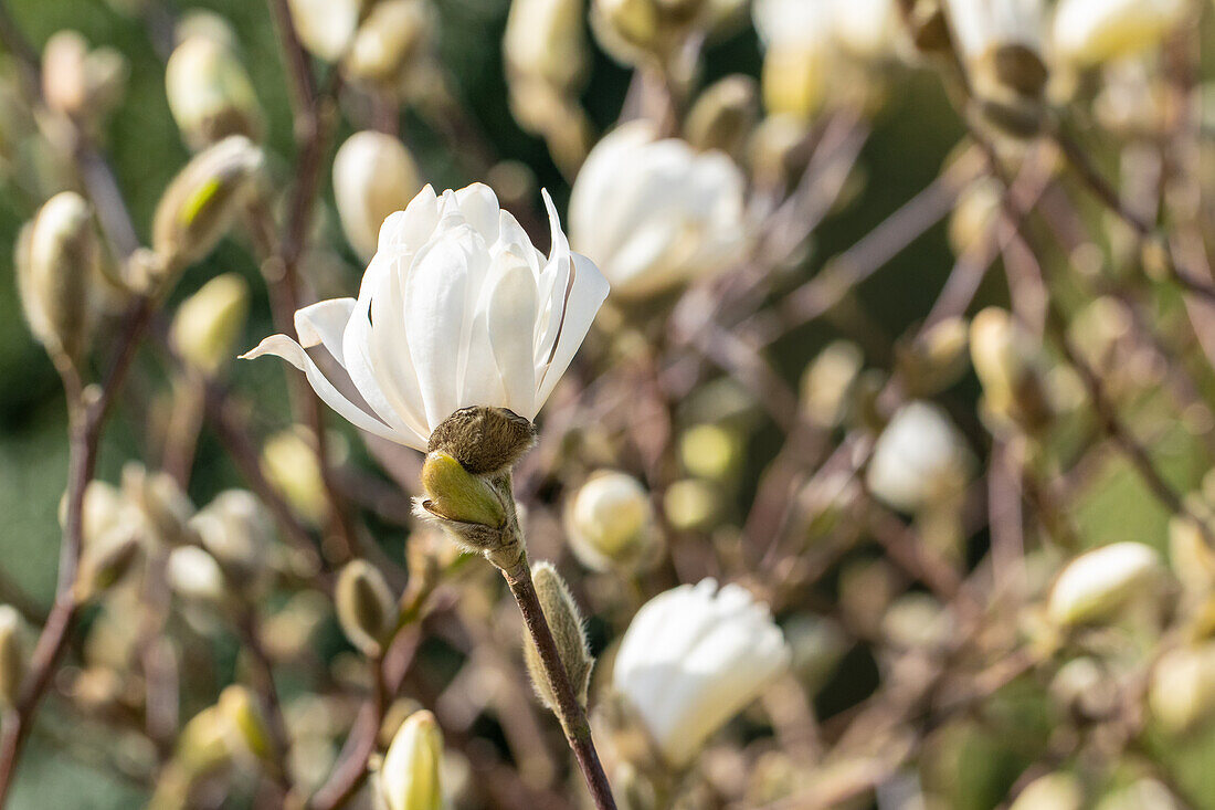 Magnolia stellata 'Royal Star'