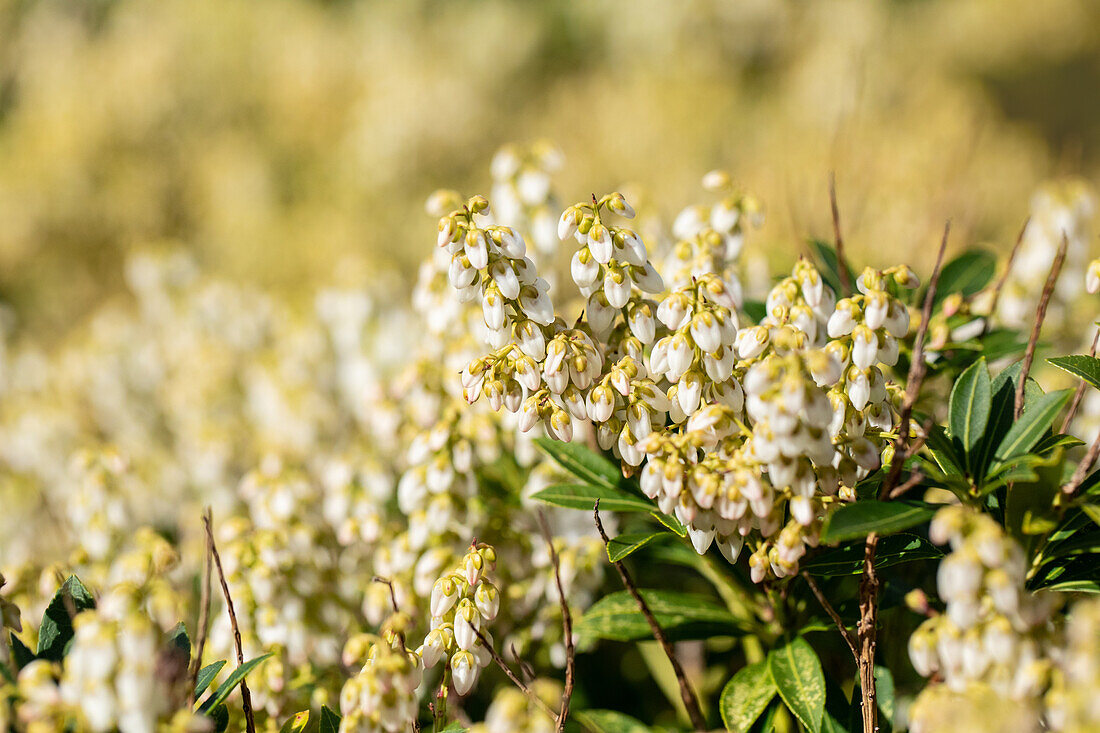 Pieris japonica 'Debutante'