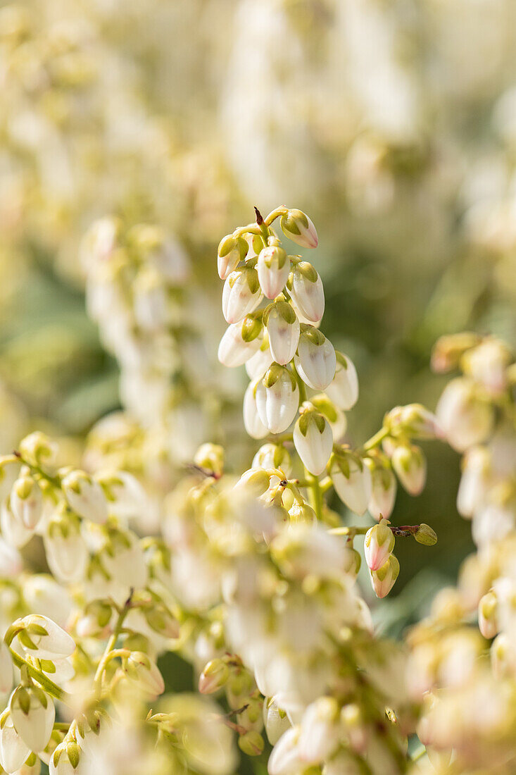 Pieris japonica 'Debutante'