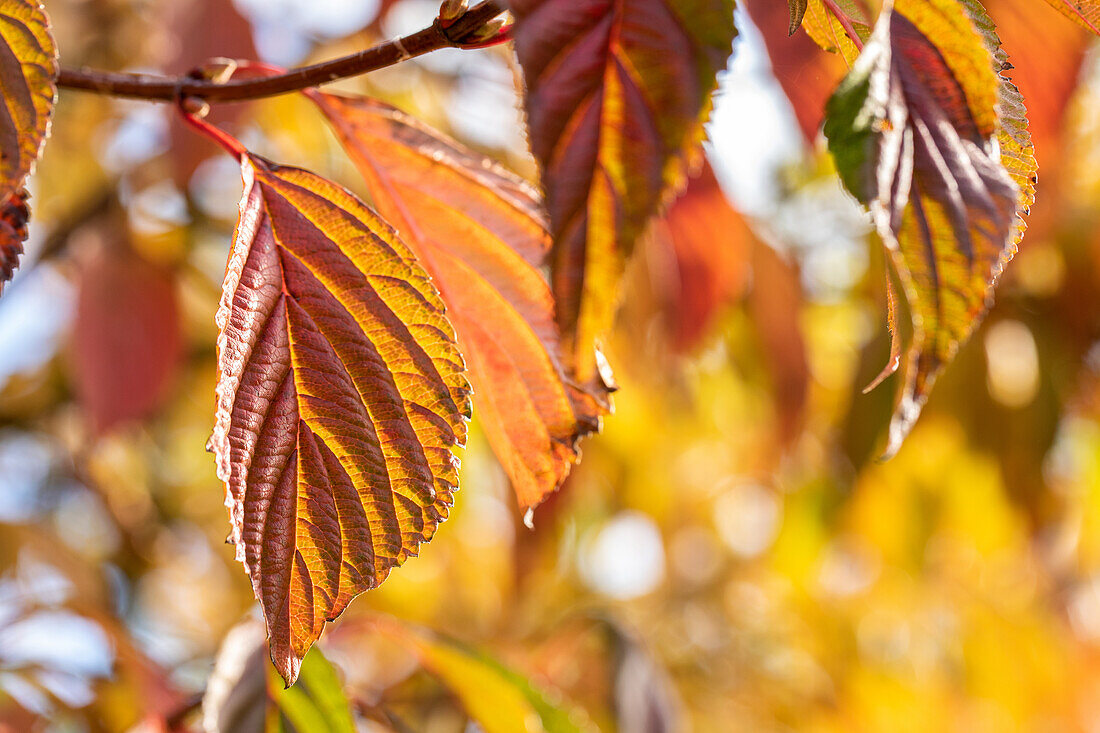 Viburnum plicatum 'Mariesii'