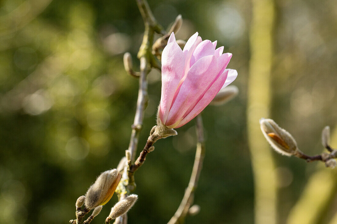 Magnolia x loebneri 'Leonard Messel'