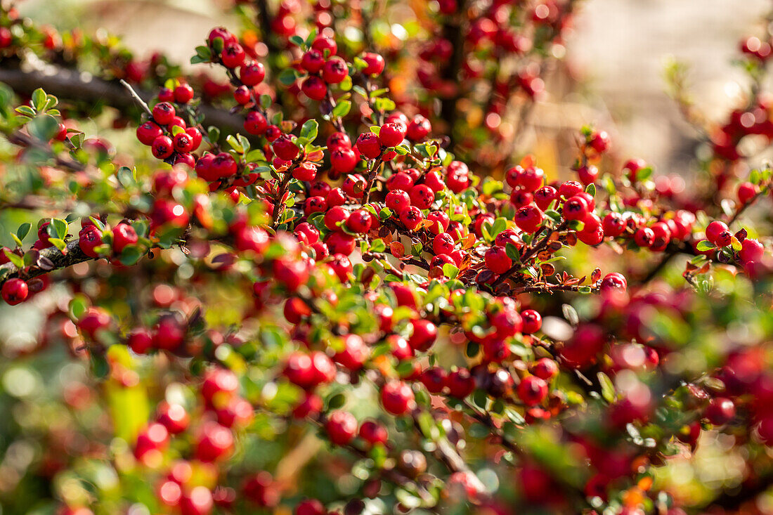 Cotoneaster horizontalis