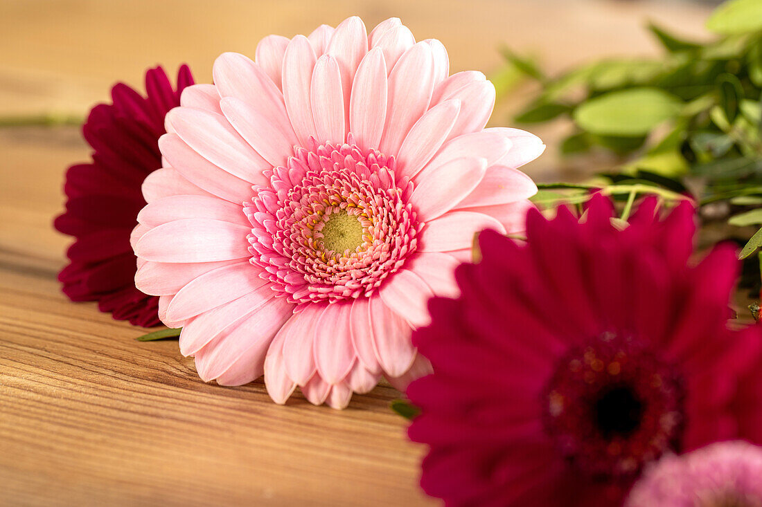 Gerberas liegend