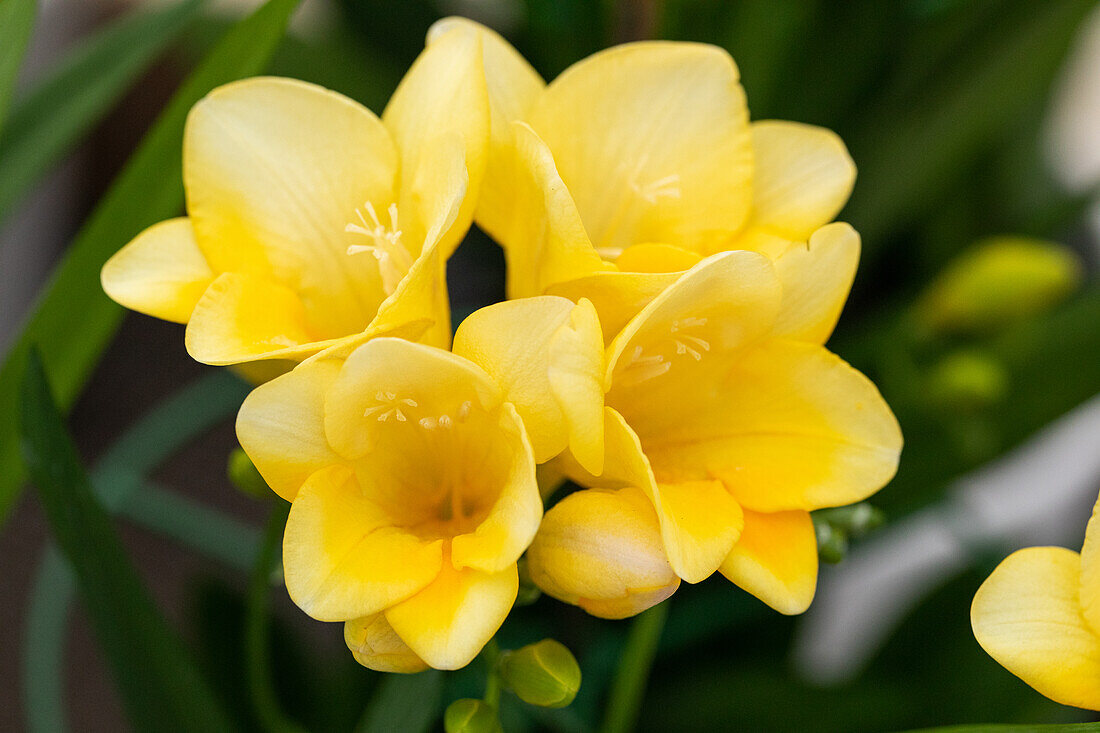 Freesia, yellow