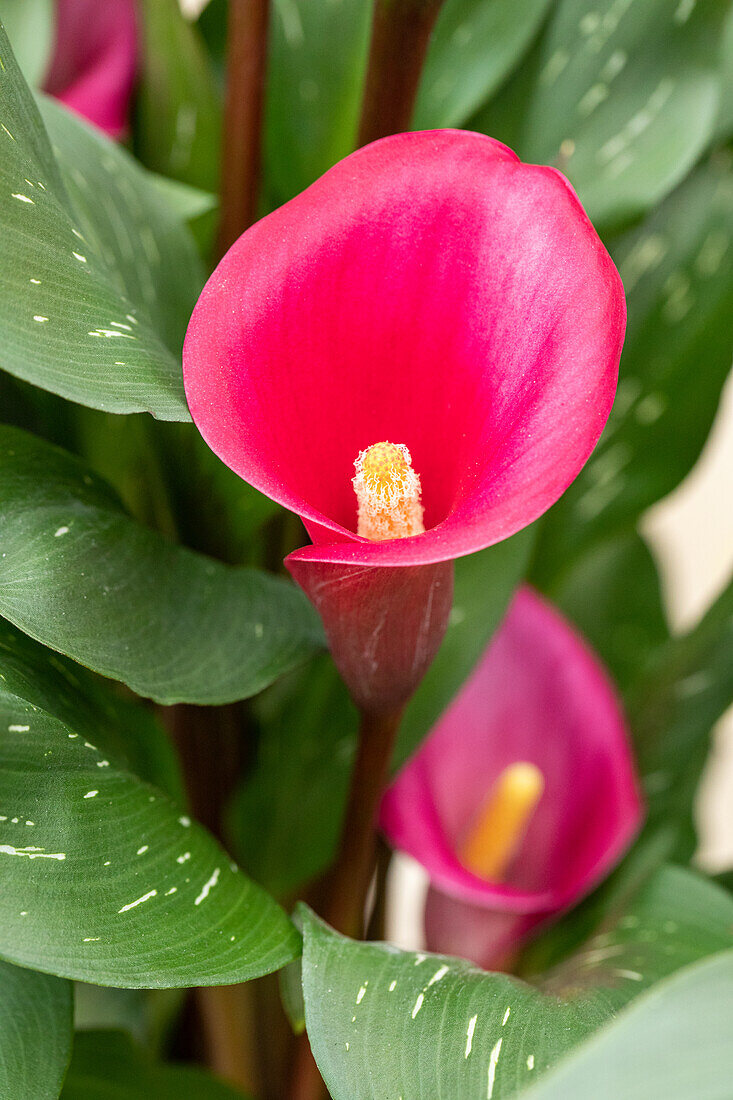 Zantedeschia aethiopica, pink