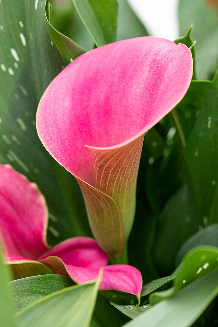 Zantedeschia aethiopica, pink