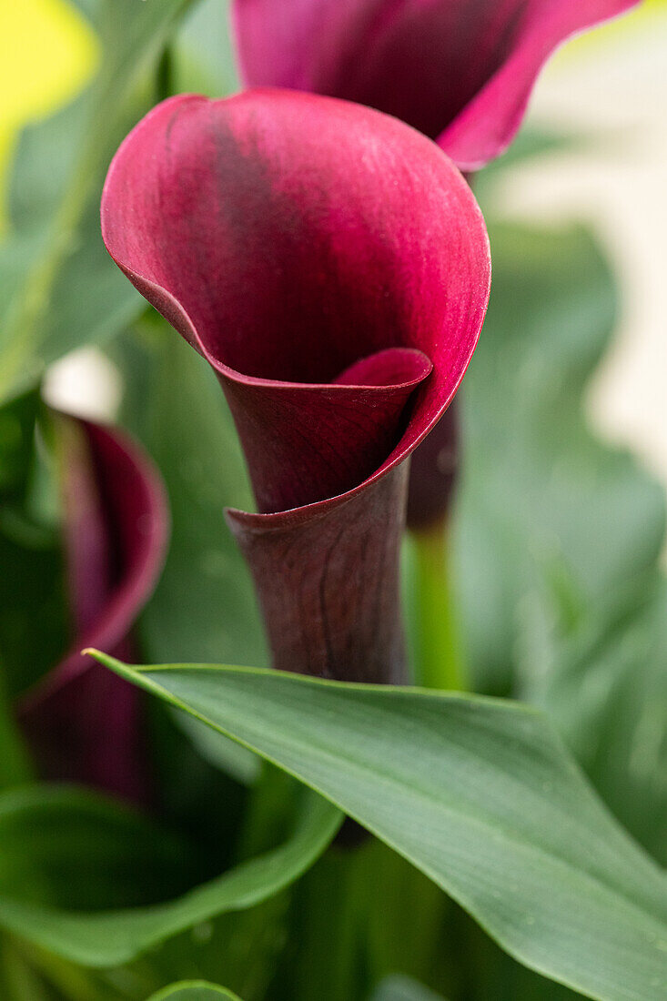 Zantedeschia aethiopica, purple