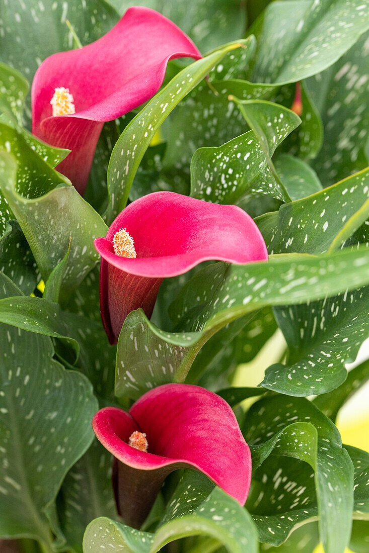 Zantedeschia aethiopica, purple