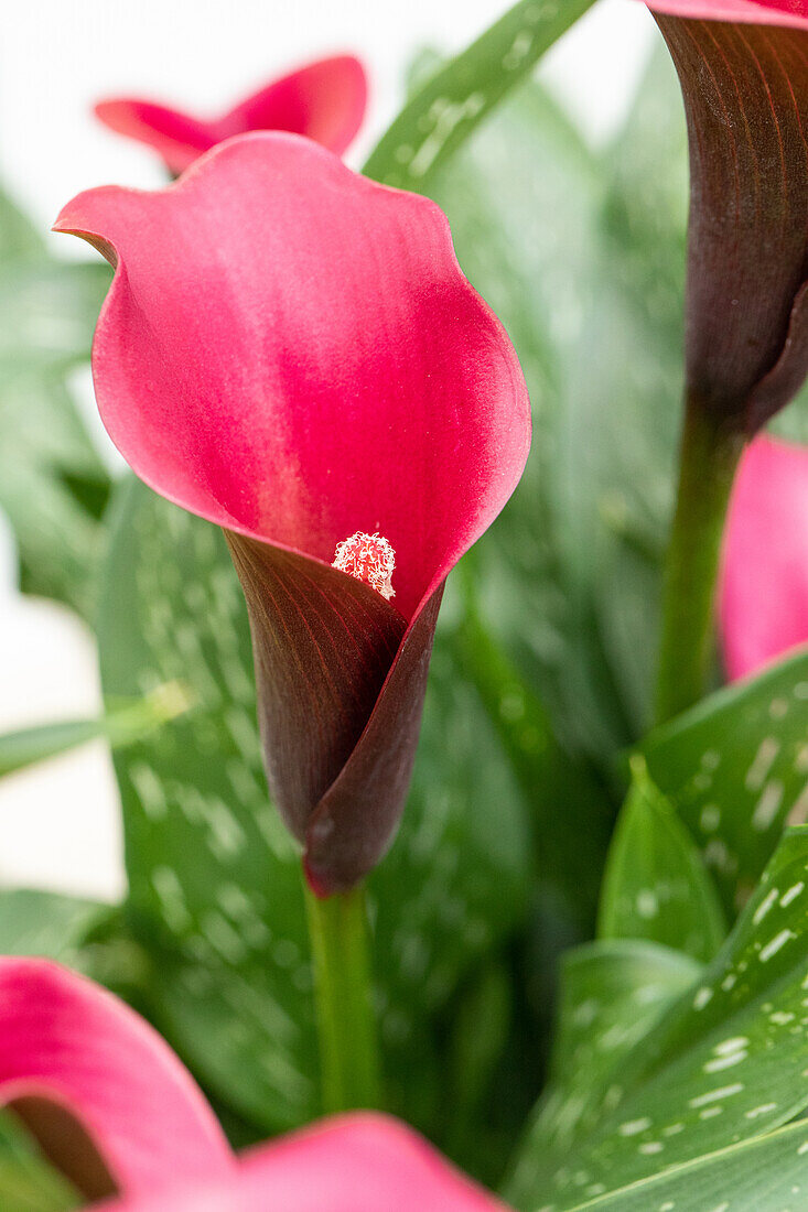 Zantedeschia aethiopica, red