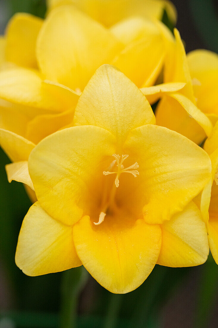 Freesia, yellow