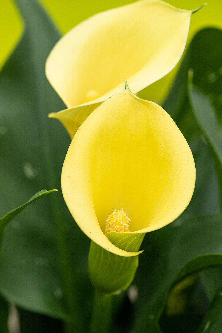Zantedeschia aethiopica, yellow