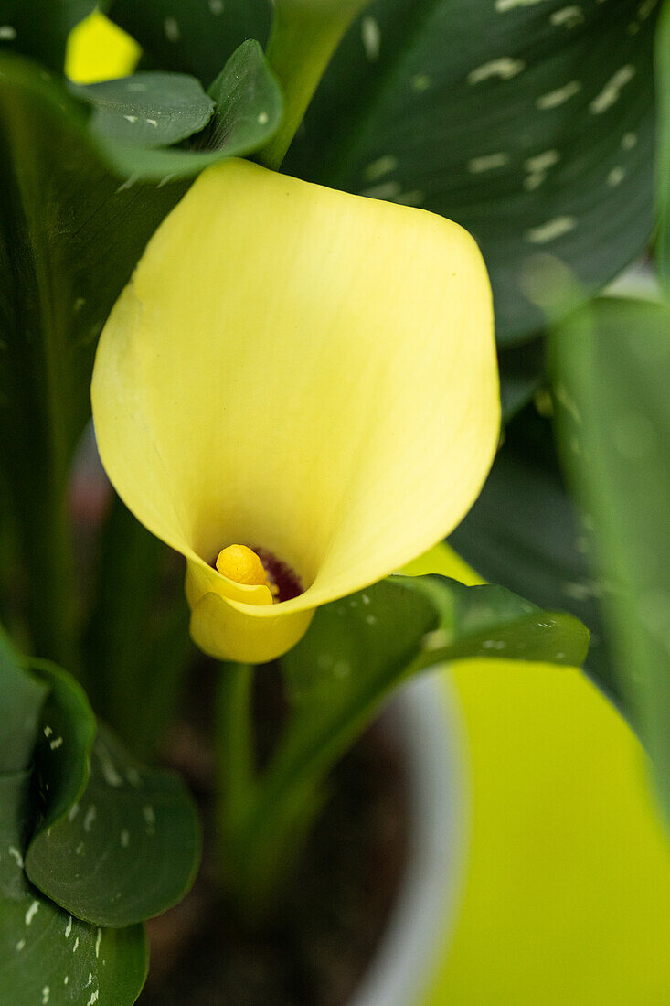 Zantedeschia aethiopica, yellow