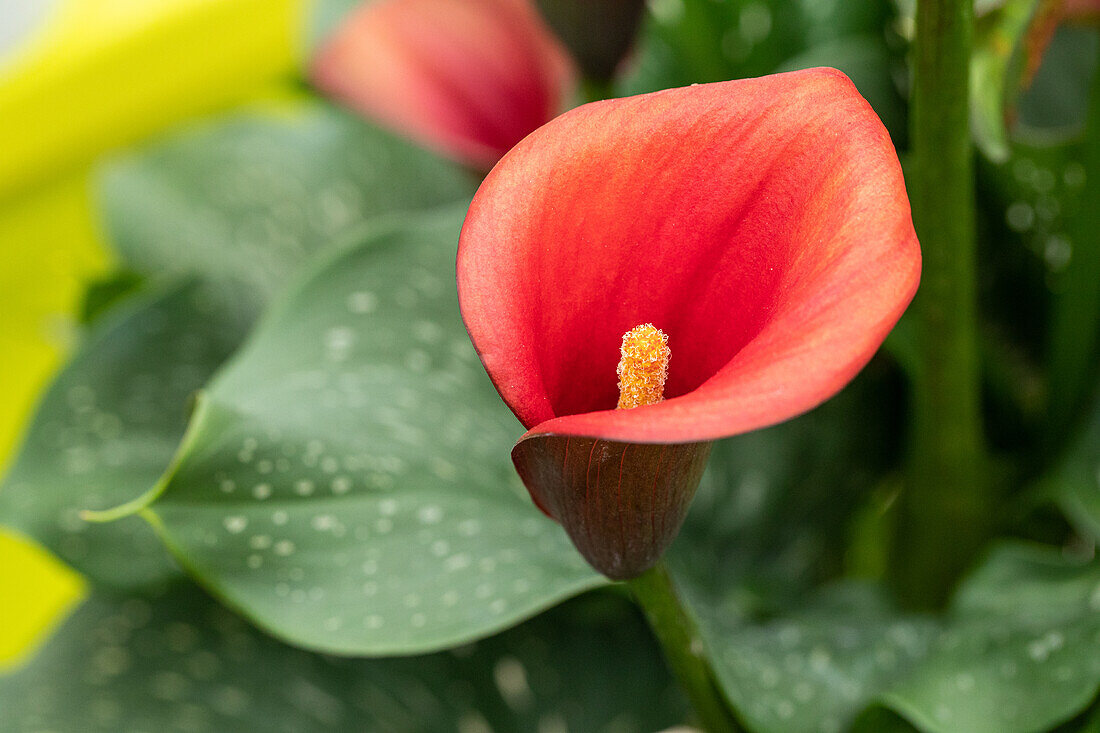 Zantedeschia aethiopica, rot