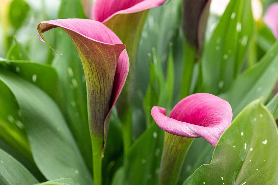 Zantedeschia aethiopica, pink