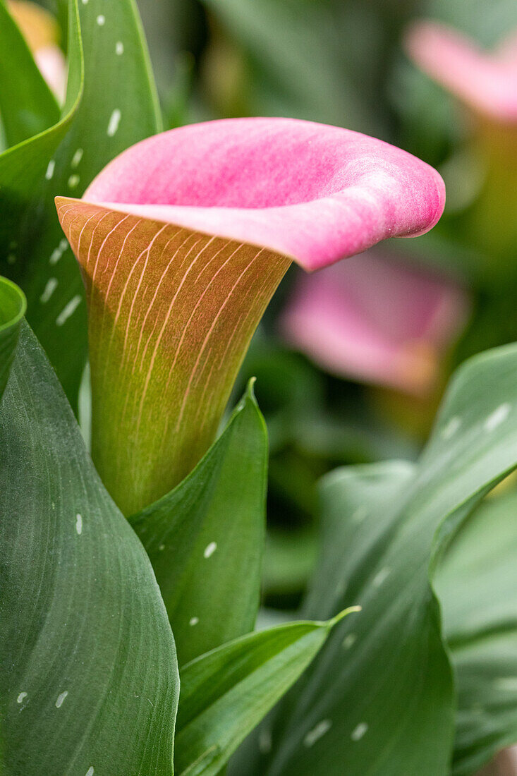 Zantedeschia aethiopica, pink